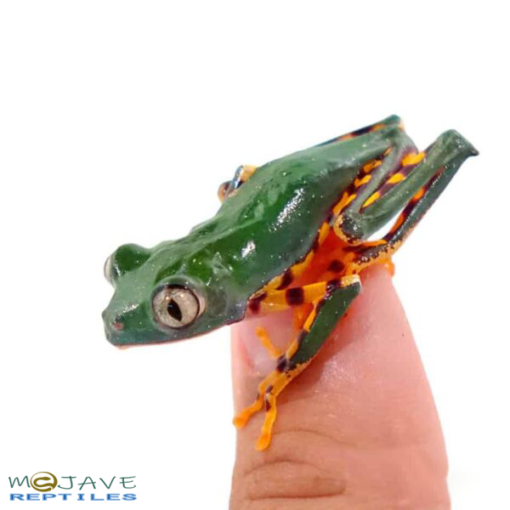 SUPER TIGERLEG MONKEY TREE FROGS FOR SALE