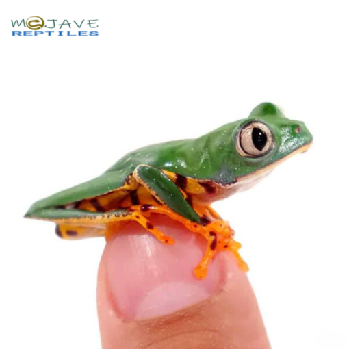 SUPER TIGERLEG MONKEY TREE FROGS FOR SALE - Image 2