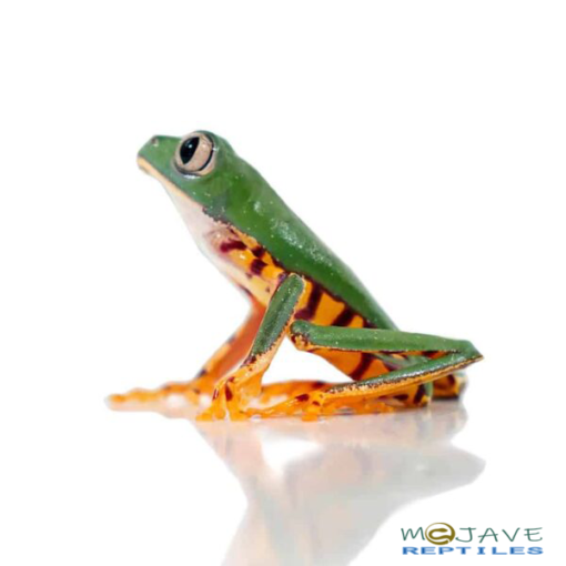 SUPER TIGERLEG MONKEY TREE FROGS FOR SALE - Image 3