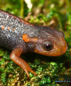 TAUNGGYI CROCODILE NEWTS FOR SALE