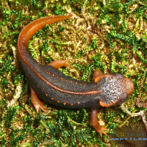 TAUNGGYI CROCODILE NEWTS FOR SALE - Image 2
