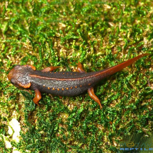 TAUNGGYI CROCODILE NEWTS FOR SALE - Image 3