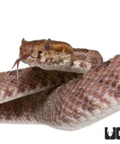 THREE HORNED SCALED PIT VIPER FOR SALE