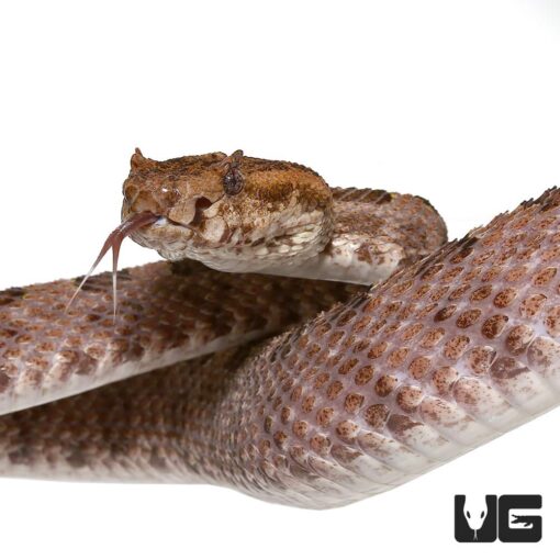 THREE HORNED SCALED PIT VIPER FOR SALE
