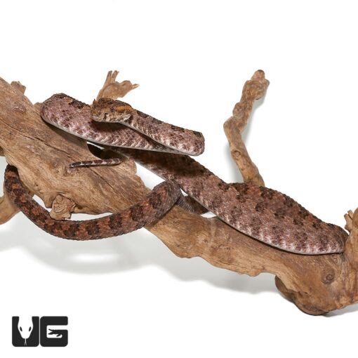 THREE HORNED SCALED PIT VIPER FOR SALE - Image 2