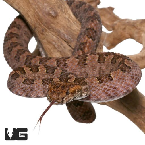 THREE HORNED SCALED PIT VIPER FOR SALE - Image 3