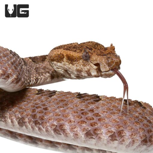 THREE HORNED SCALED PIT VIPER FOR SALE - Image 4
