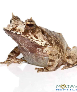 WHITE OAK EYELASH FROGS FOR SALE