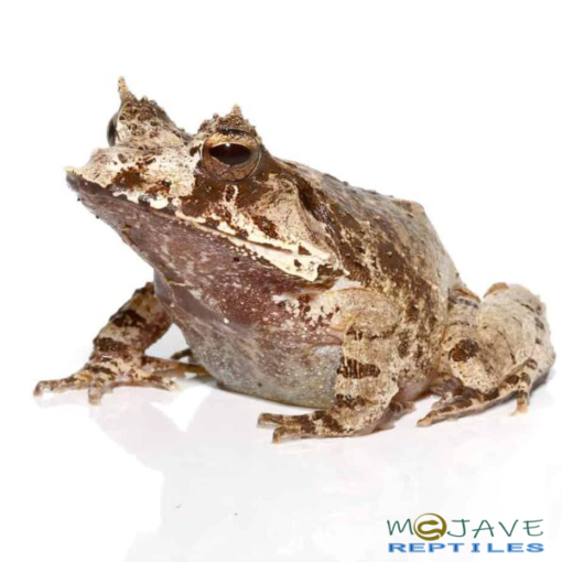 WHITE OAK EYELASH FROGS FOR SALE