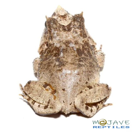 WHITE OAK EYELASH FROGS FOR SALE - Image 2