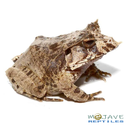 WHITE OAK EYELASH FROGS FOR SALE - Image 3
