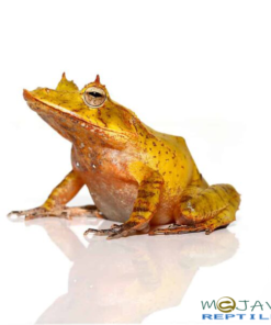 YELLOW SOLOMON ISLAND EYELASH FROGS FOR SALE.