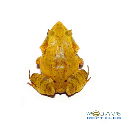 YELLOW SOLOMON ISLAND EYELASH FROGS FOR SALE. - Image 2