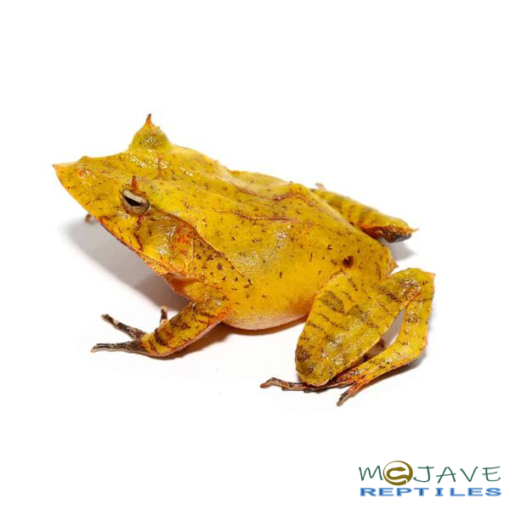 YELLOW SOLOMON ISLAND EYELASH FROGS FOR SALE. - Image 4
