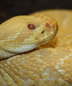 BABY ALBINO HET SCALELESS WESTERN DIAMONDBACK RATTLESNAKE FOR SALE