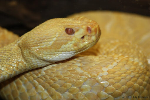 BABY ALBINO HET SCALELESS WESTERN DIAMONDBACK RATTLESNAKE FOR SALE
