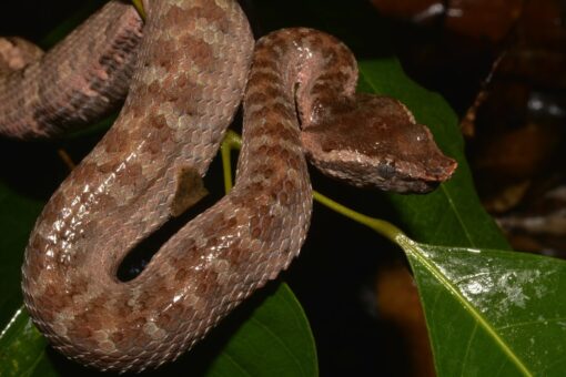 JAVAN FLAT NOSE PIT VIPERS FOR SALE