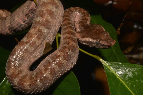 JAVAN FLAT NOSE PIT VIPERS FOR SALE