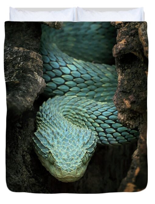 BABY SQUAMIGERA BUSH VIPERS FOR SALE