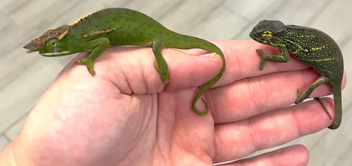 CANOPY CHAMELEONS FOR SALE - Image 2