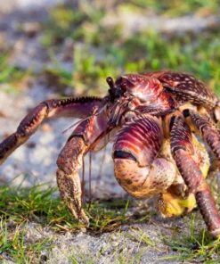 COCONUT CRABS FOR SALE