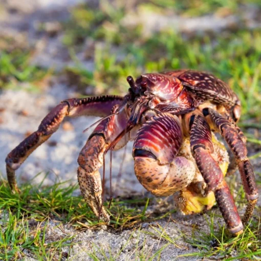 COCONUT CRABS FOR SALE